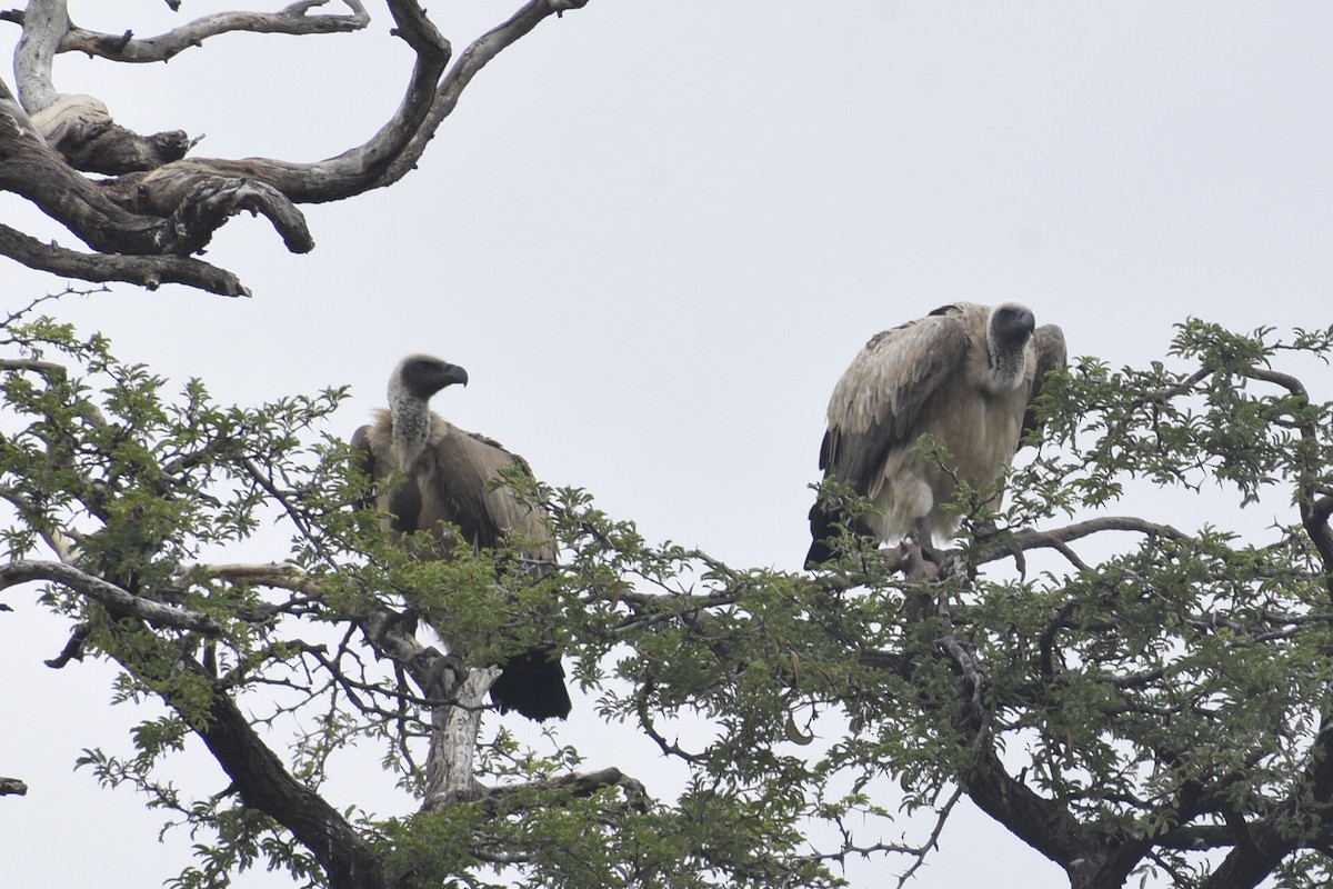 Ak Sırtlı Akbaba - ML645123171