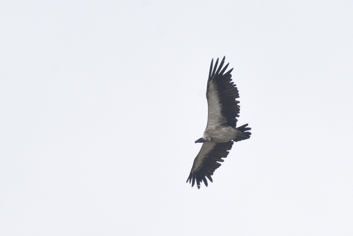 Ak Sırtlı Akbaba - ML645123182