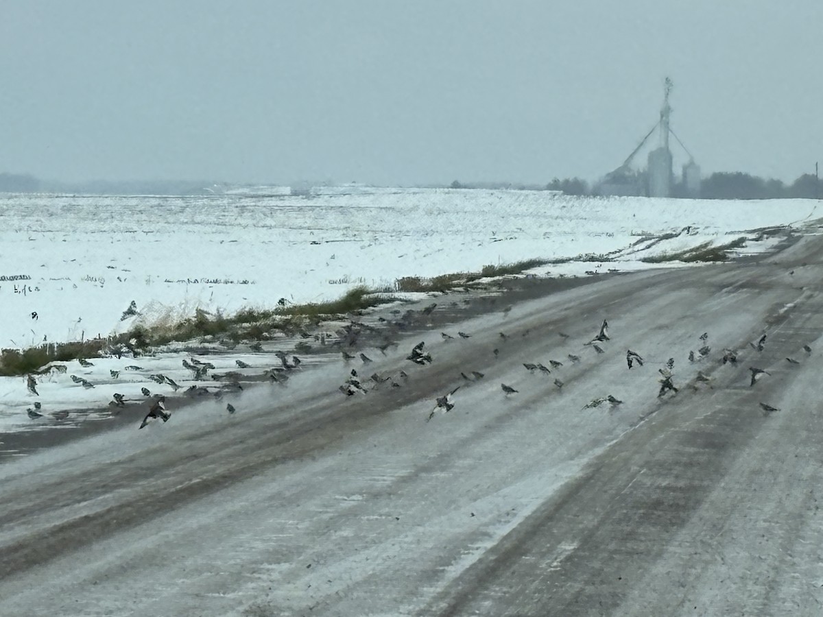 Snow Bunting - ML645123212