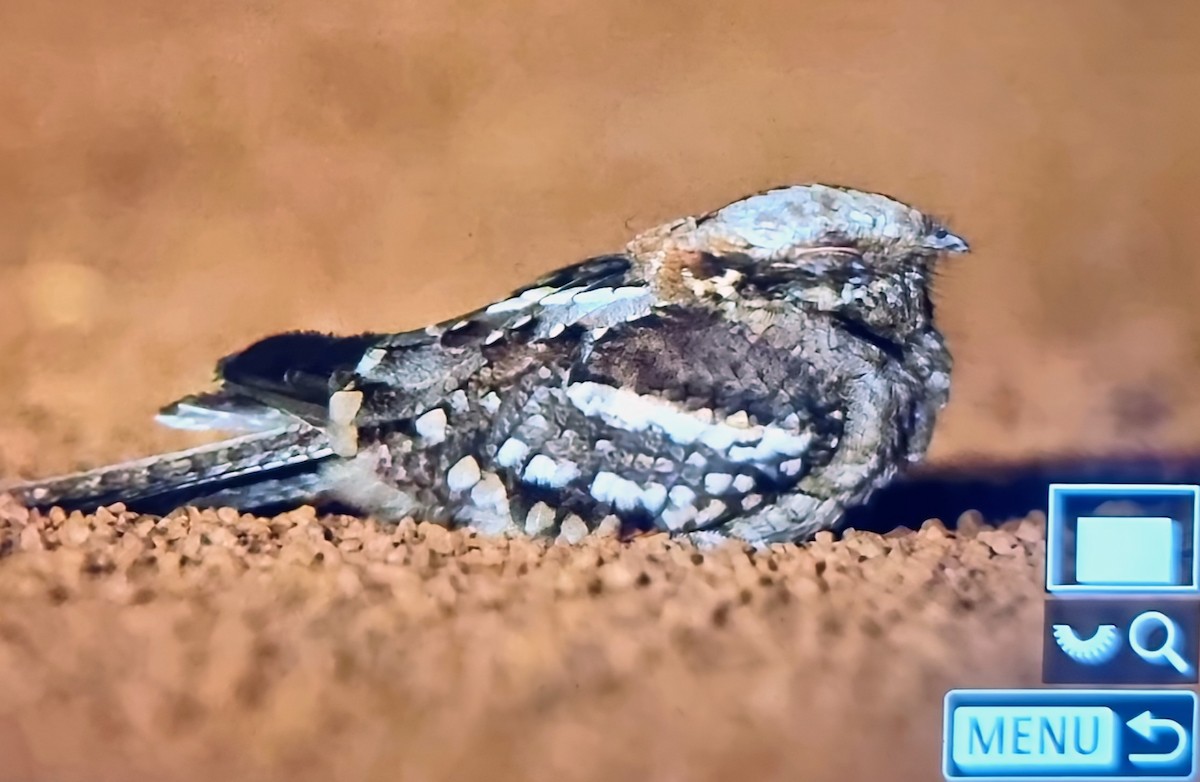 Long-tailed Nightjar - ML645123213