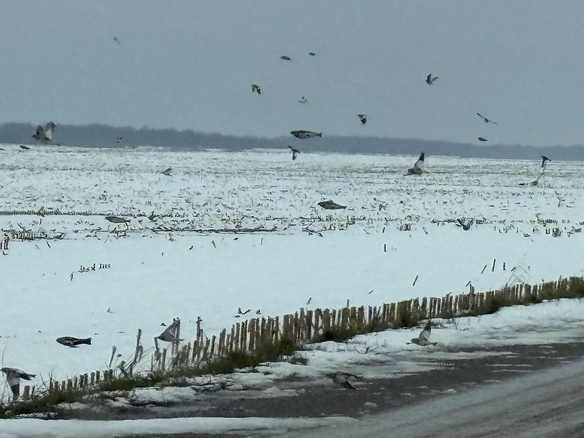 Snow Bunting - ML645123218