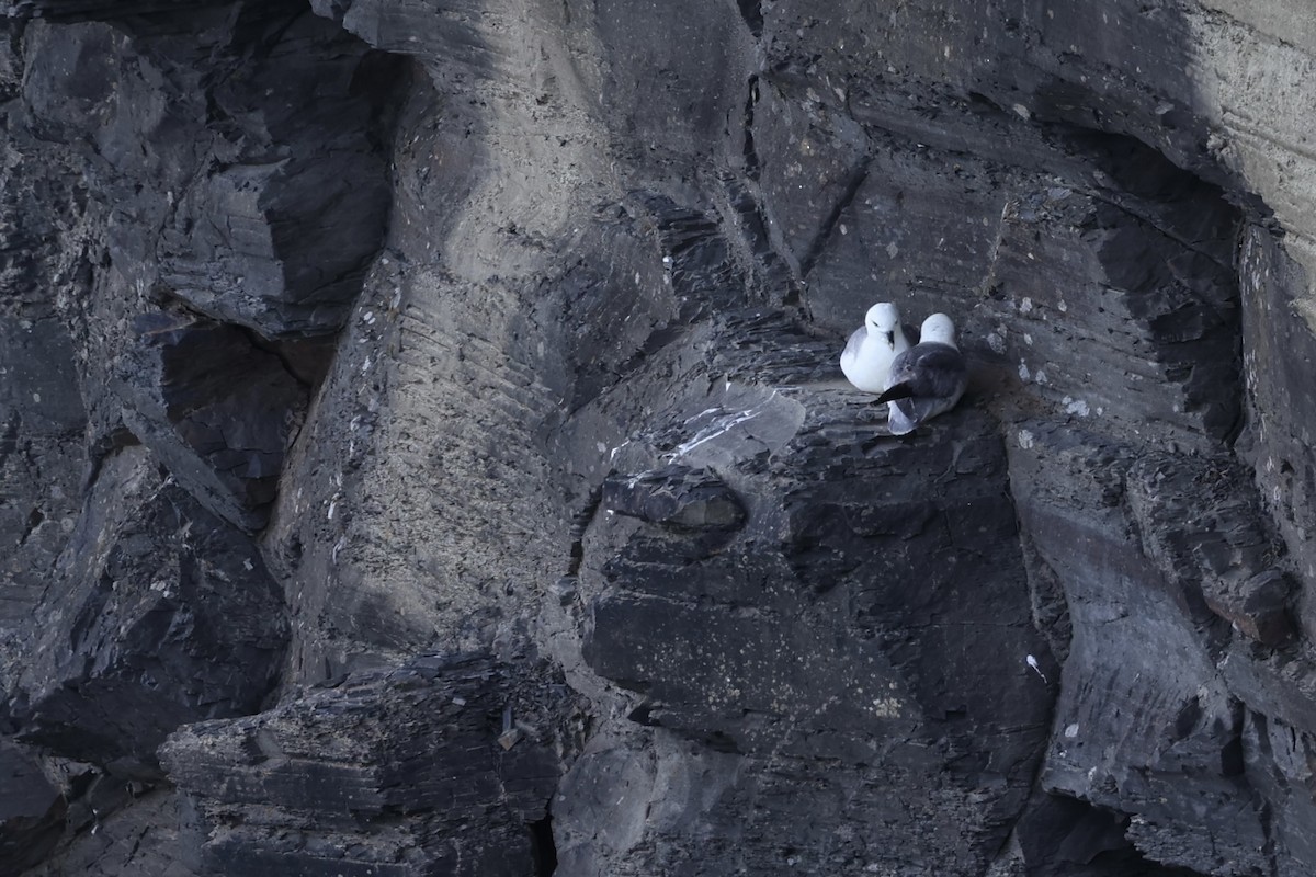 Black-legged Kittiwake - ML645123219