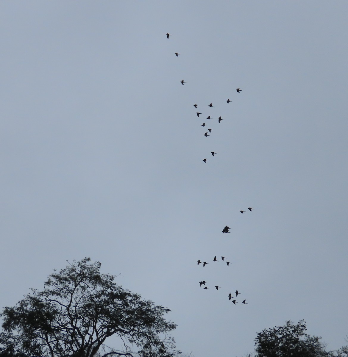 Scarlet-fronted Parakeet - ML645123224