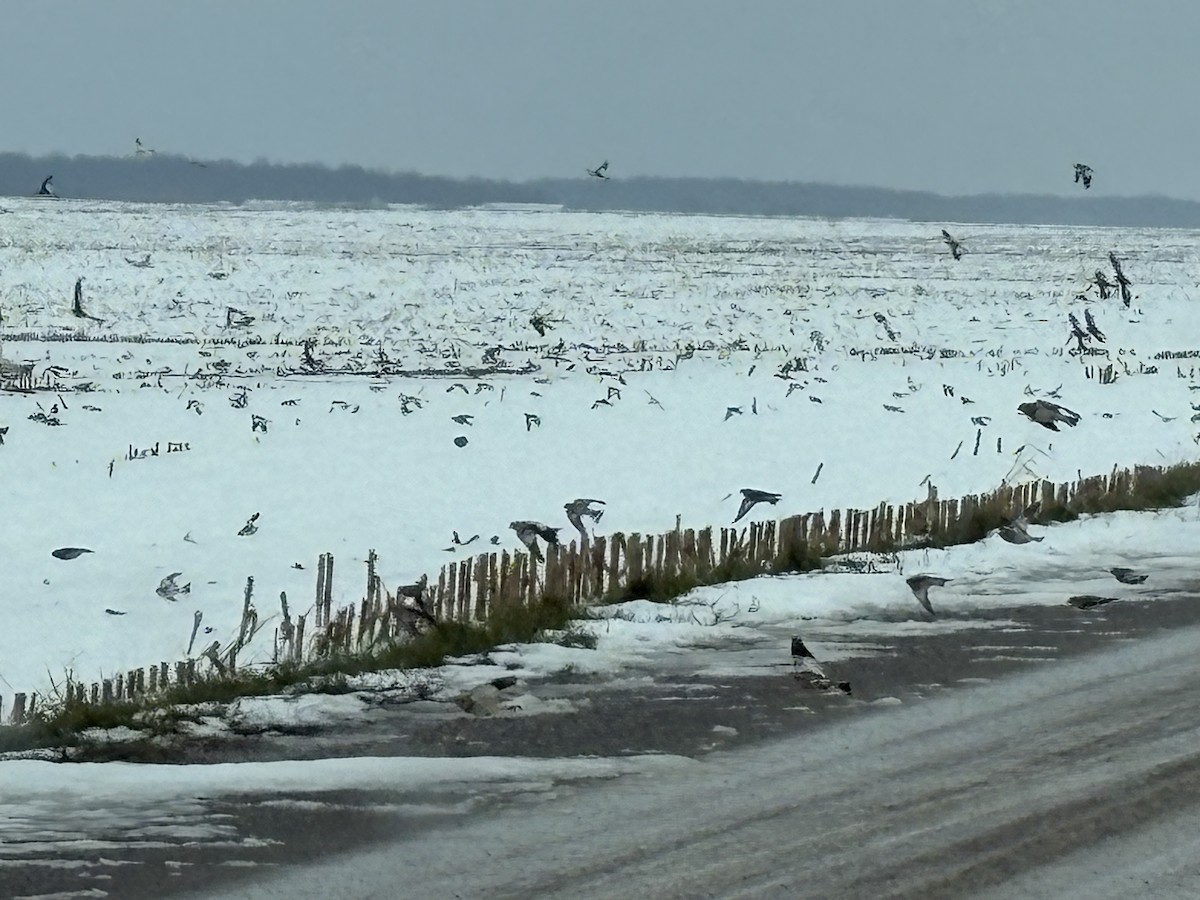 Snow Bunting - ML645123229