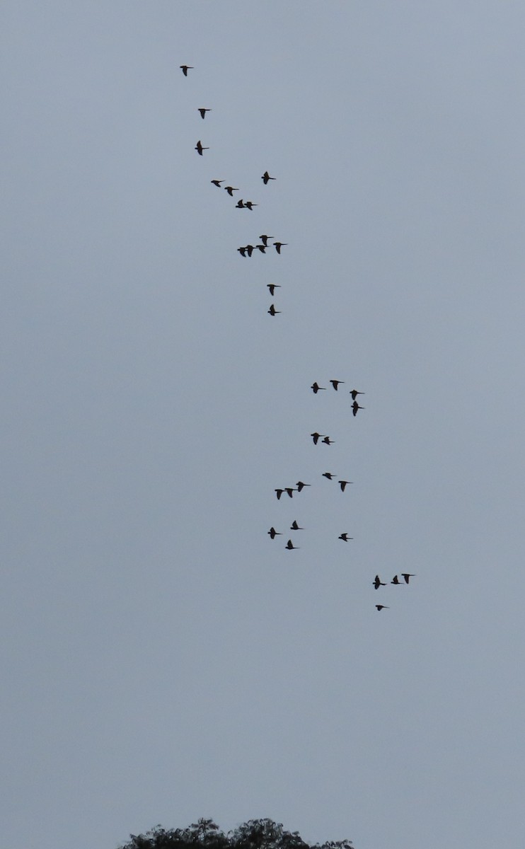 Scarlet-fronted Parakeet - ML645123242