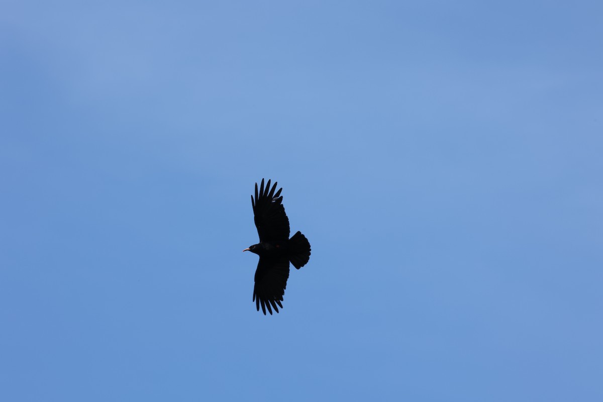 Red-billed Chough - ML645123244