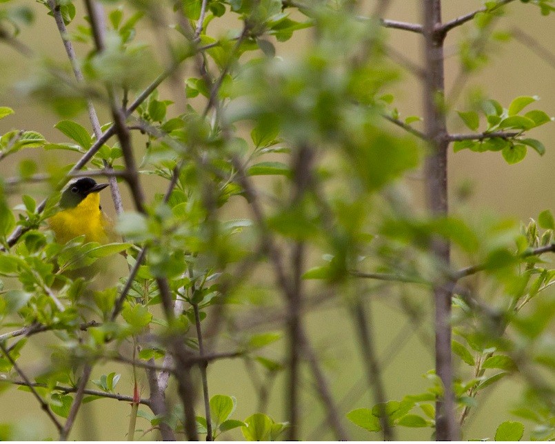 Common Yellowthroat - ML645123247