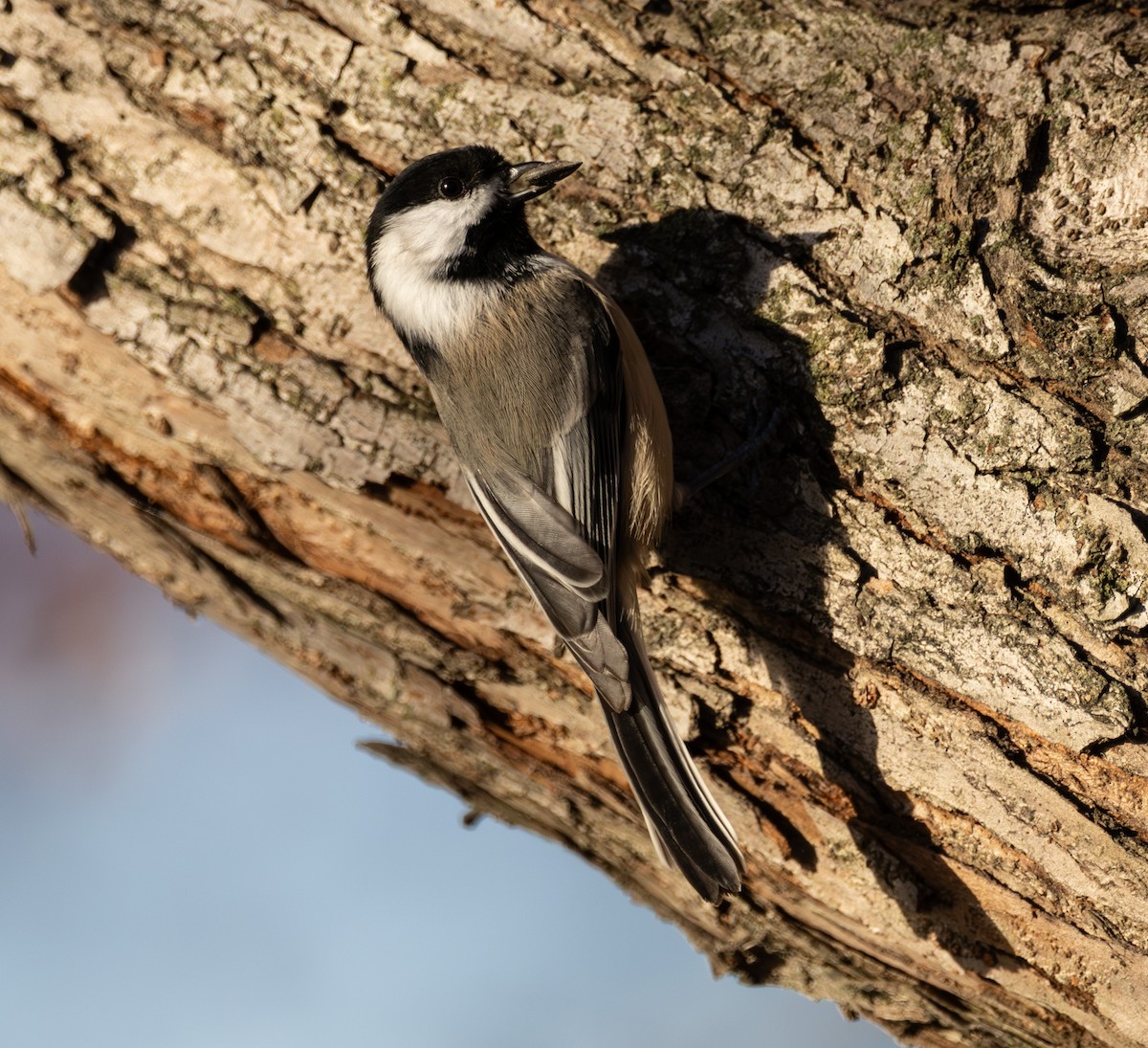 Black-capped Chickadee - ML645123282
