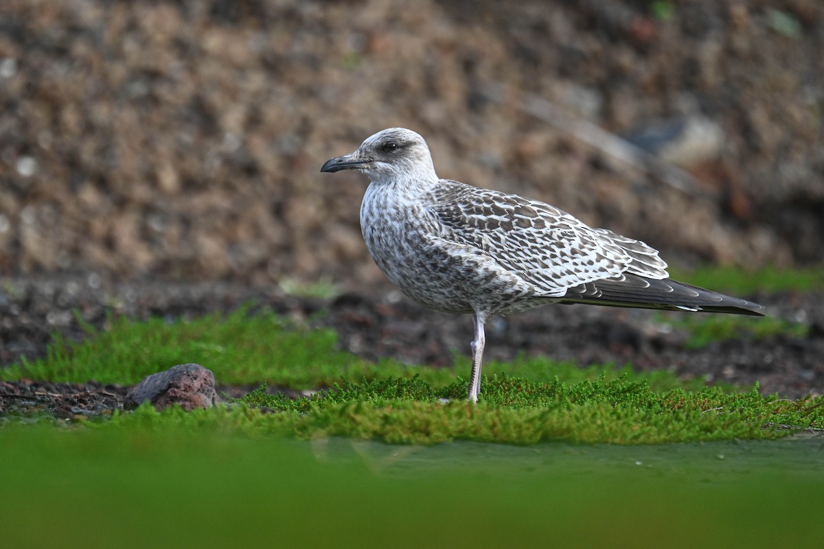 ニシセグロカモメ（graellsii） - ML645123299