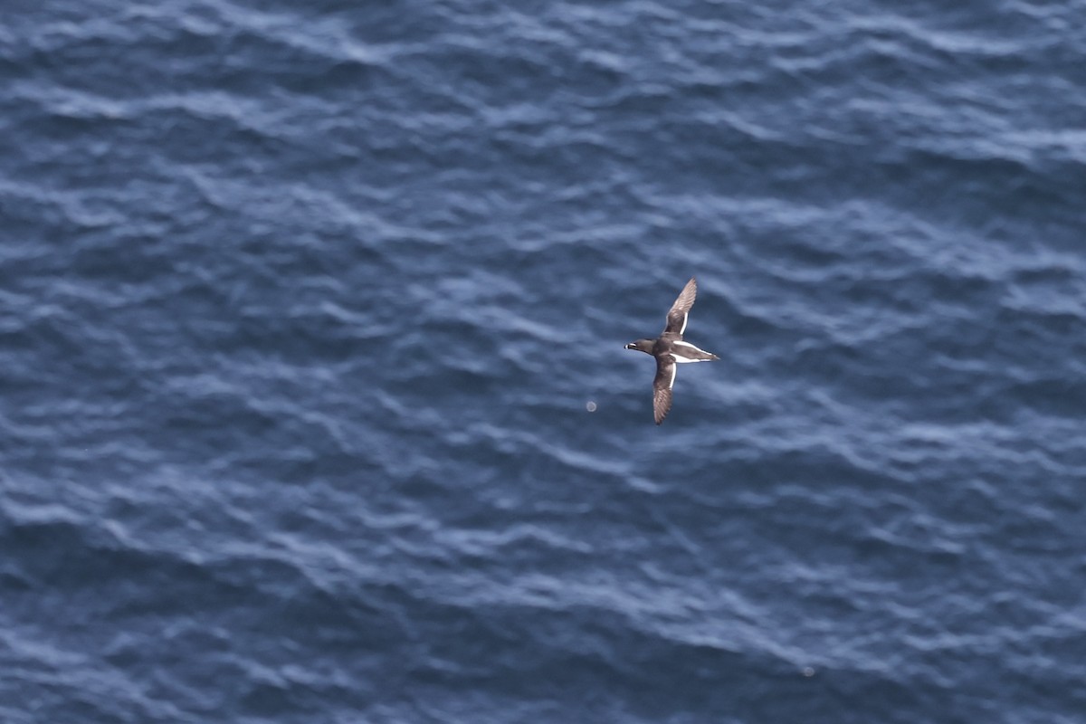 Razorbill - ML645123302