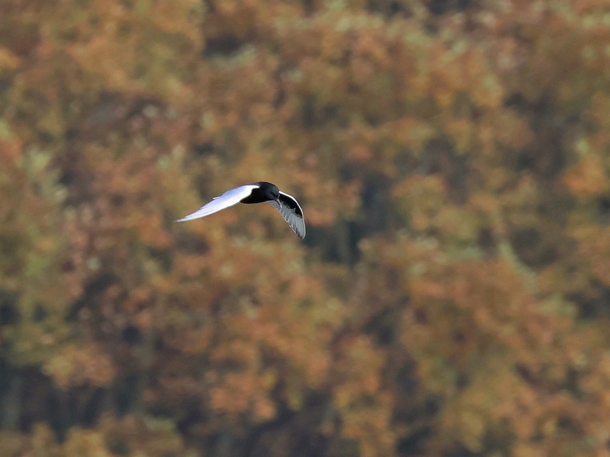 White-winged Tern - ML645123325