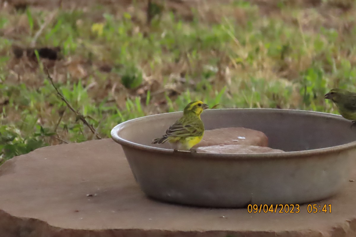 キマユカナリア - ML645123331