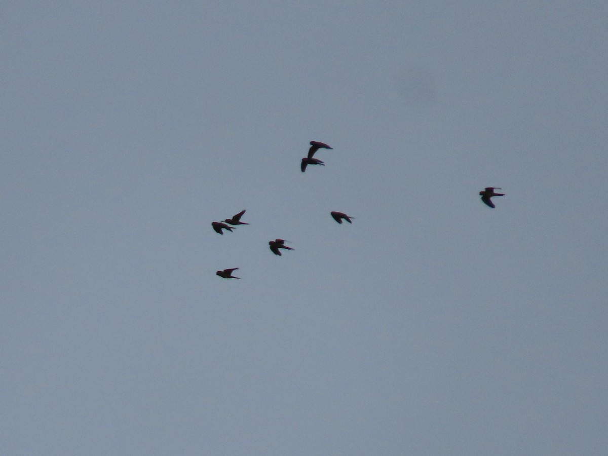 Scarlet-fronted Parakeet - ML645123337