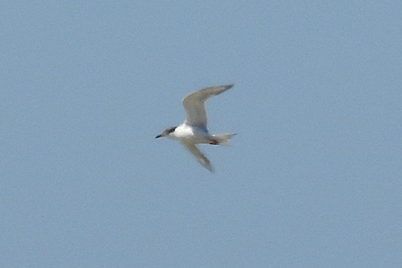 Flussseeschwalbe - ML645123348