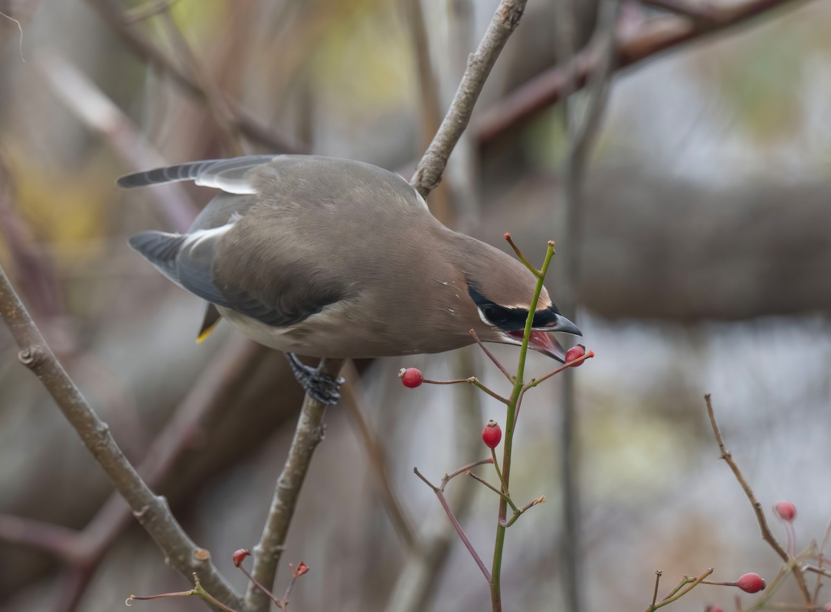 Cedar Waxwing - ML645123351