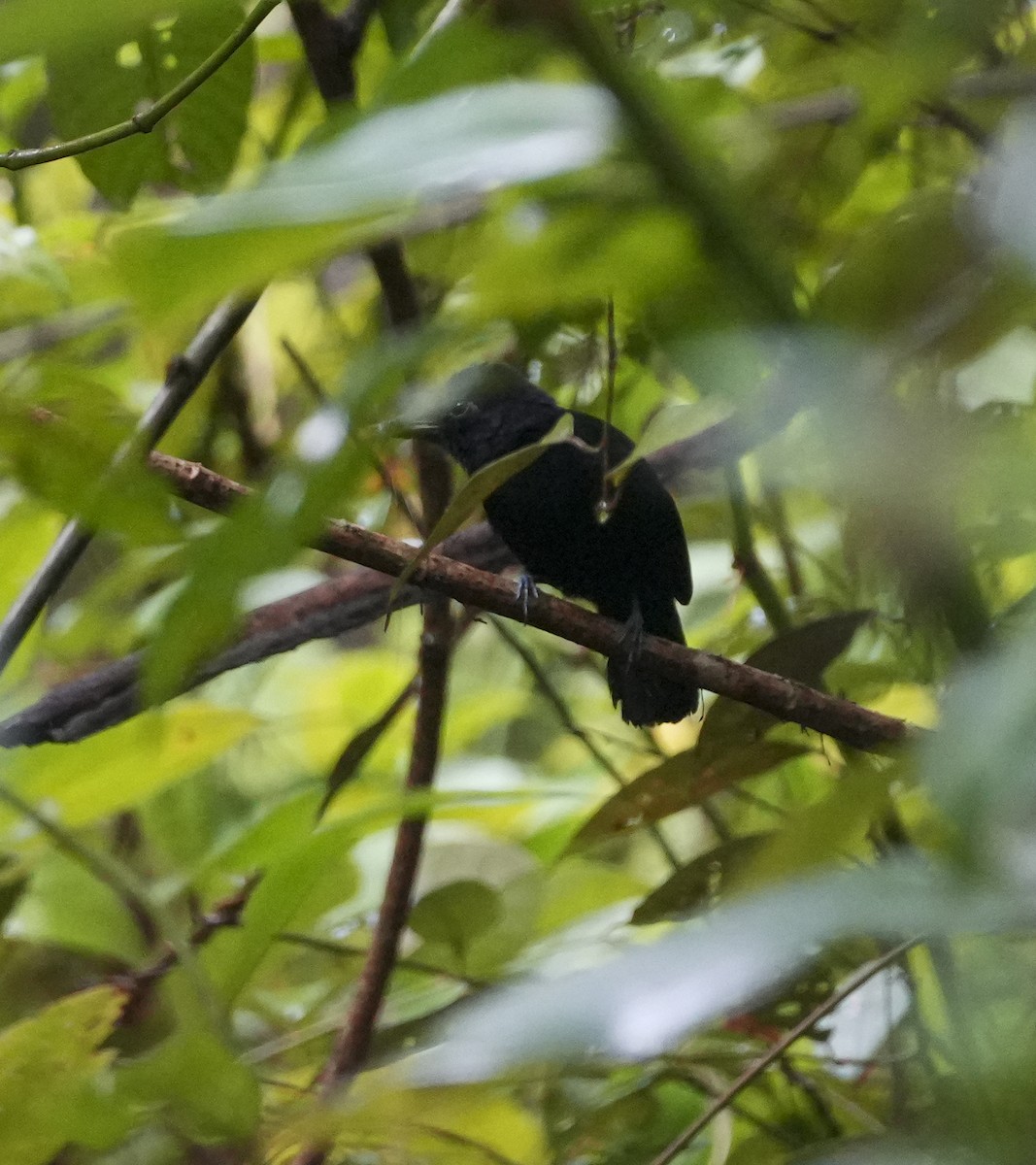 Cocha Antshrike - ML645123377