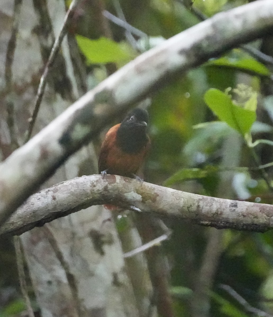 Cocha Antshrike - ML645123378