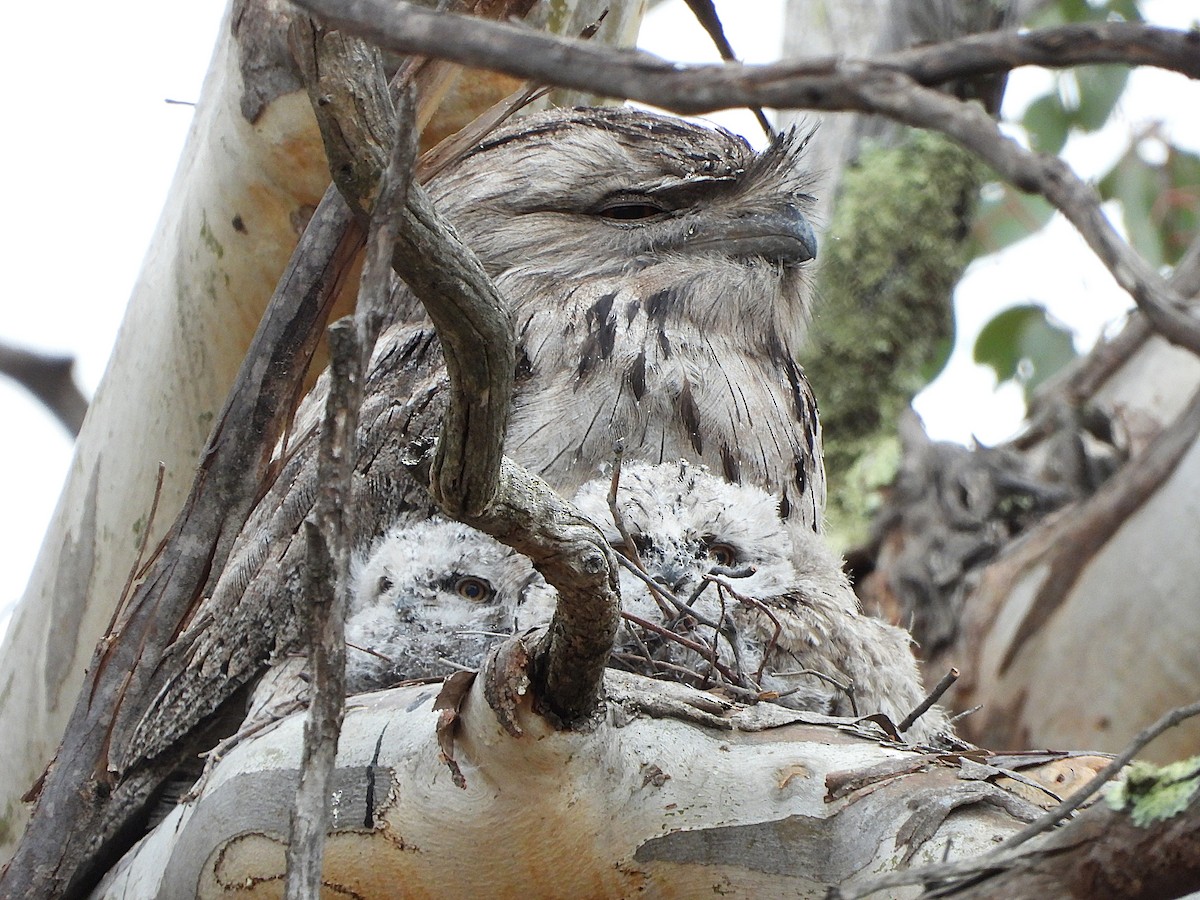 Tawny Frogmouth - ML645123380