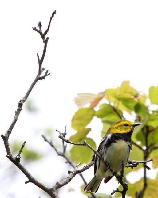 Black-throated Green Warbler - ML645123391
