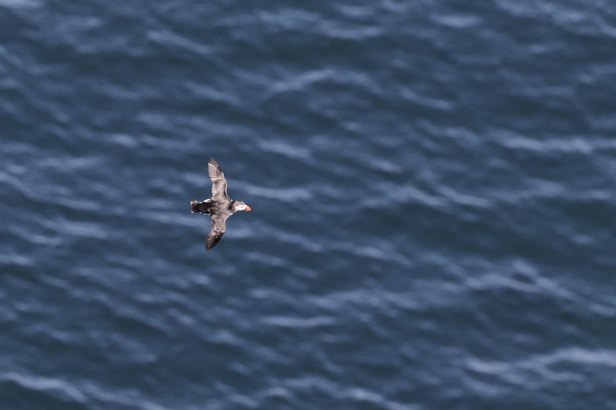 Atlantic Puffin - ML645123394