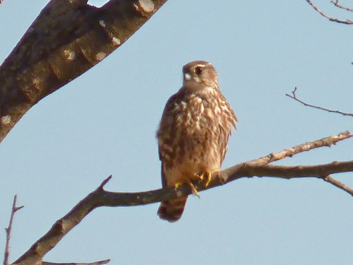 Smeriglio - ML645123396