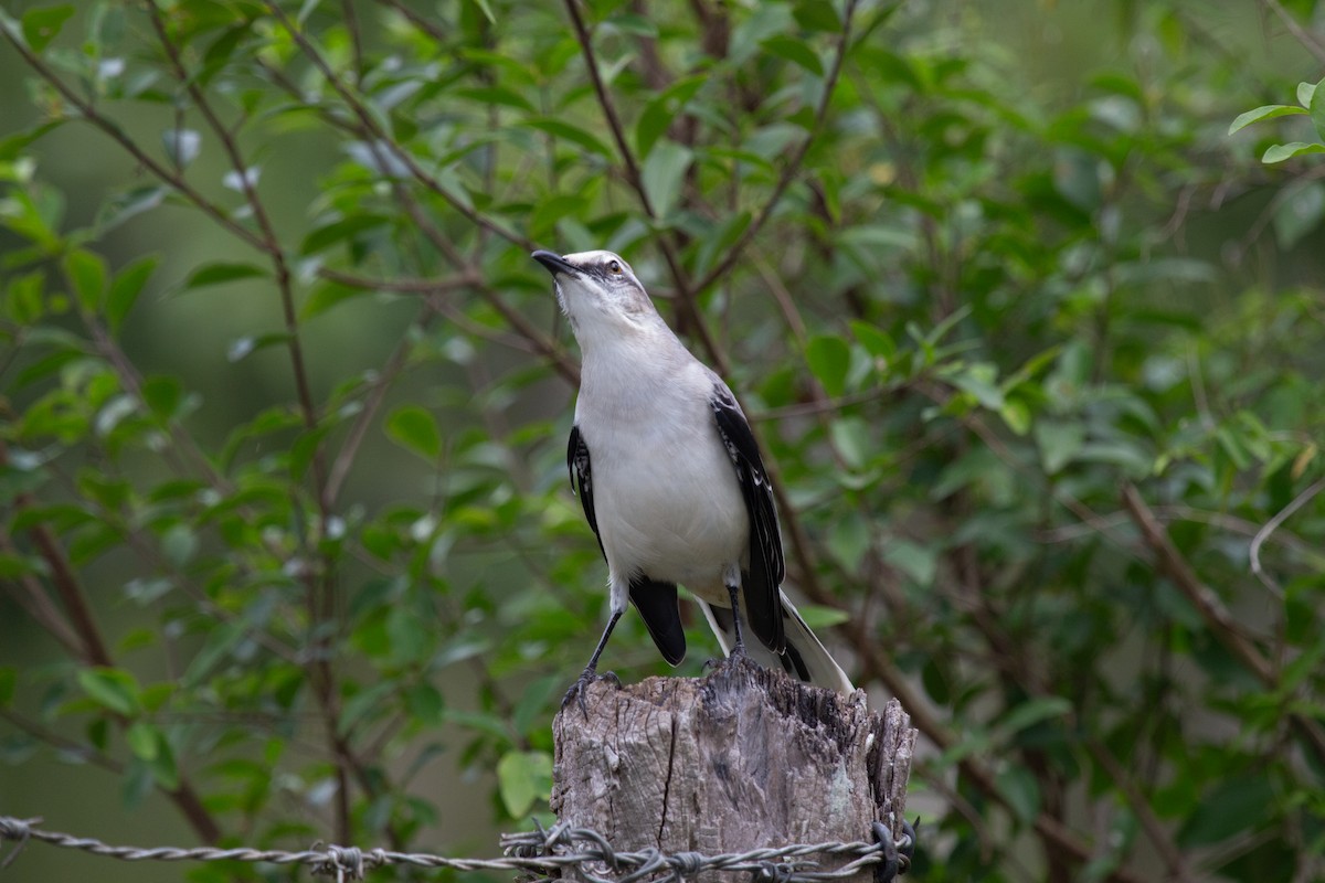 Tropikal Taklitçi - ML645123407