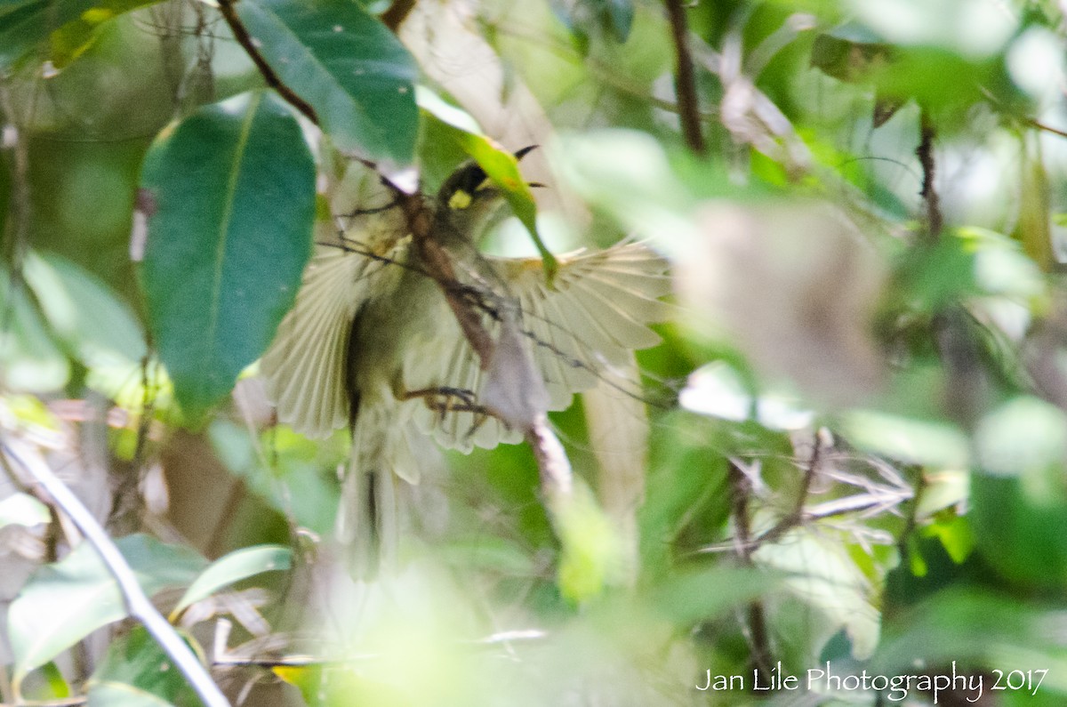 Yellow-spotted Honeyeater - ML64512341