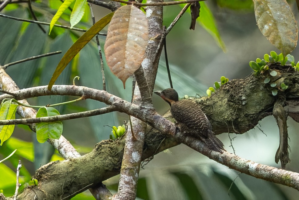 Buff-necked Woodpecker - ML645123430
