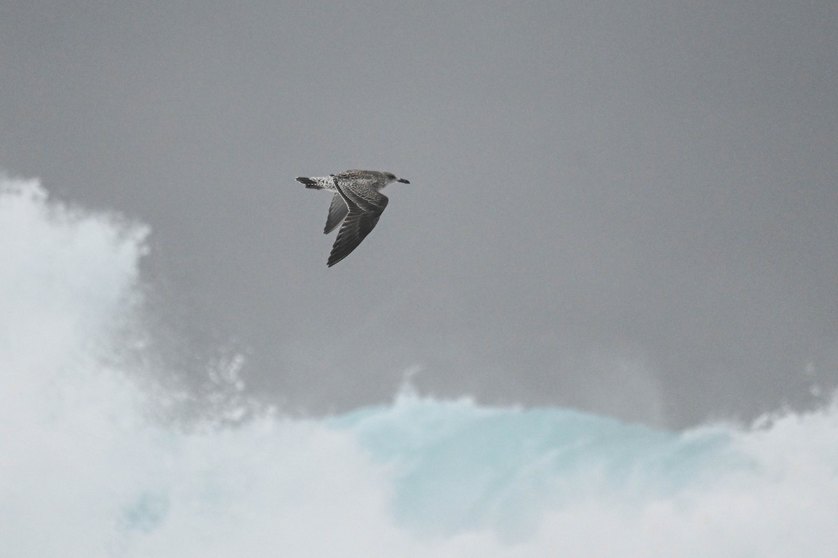 ニシセグロカモメ（graellsii） - ML645123445