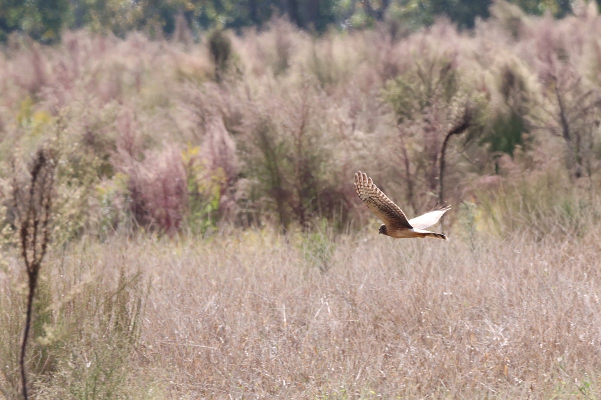 Northern Harrier - ML645123449
