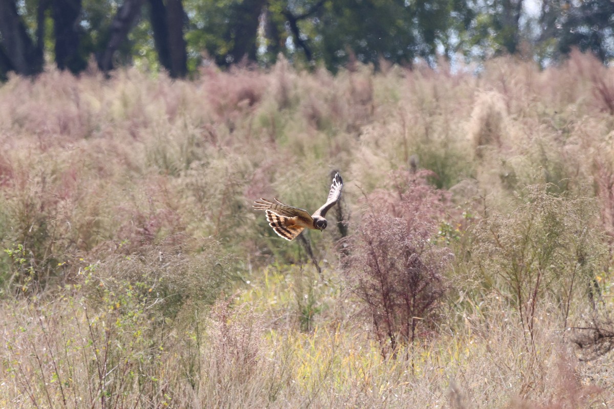 Northern Harrier - ML645123450