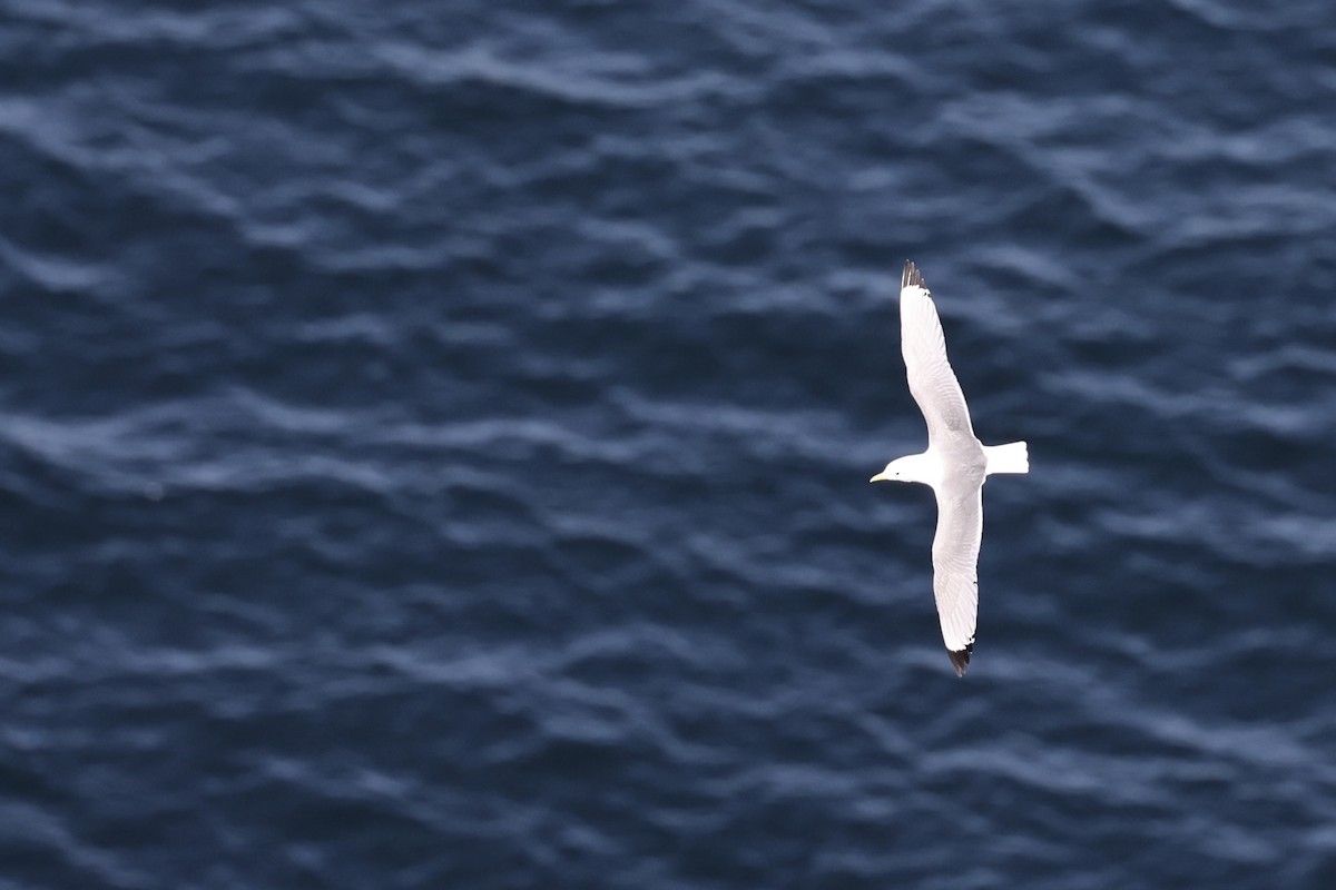 Black-legged Kittiwake - ML645123451