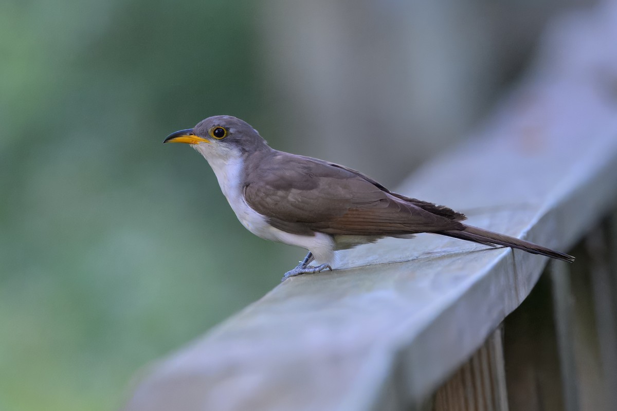 Yellow-billed Cuckoo - ML645123452