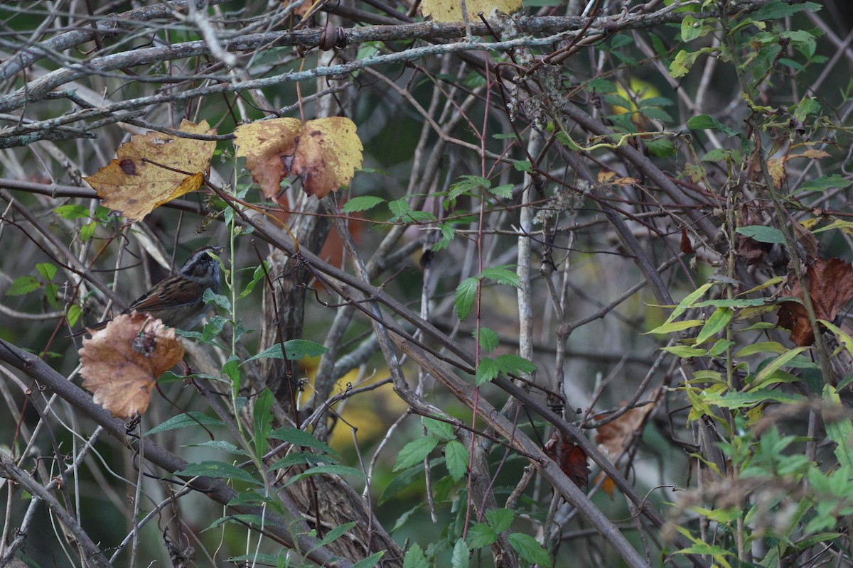 Swamp Sparrow - ML645123458
