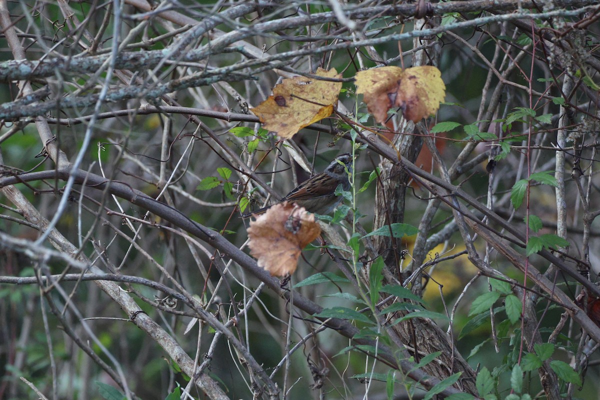 Swamp Sparrow - ML645123459