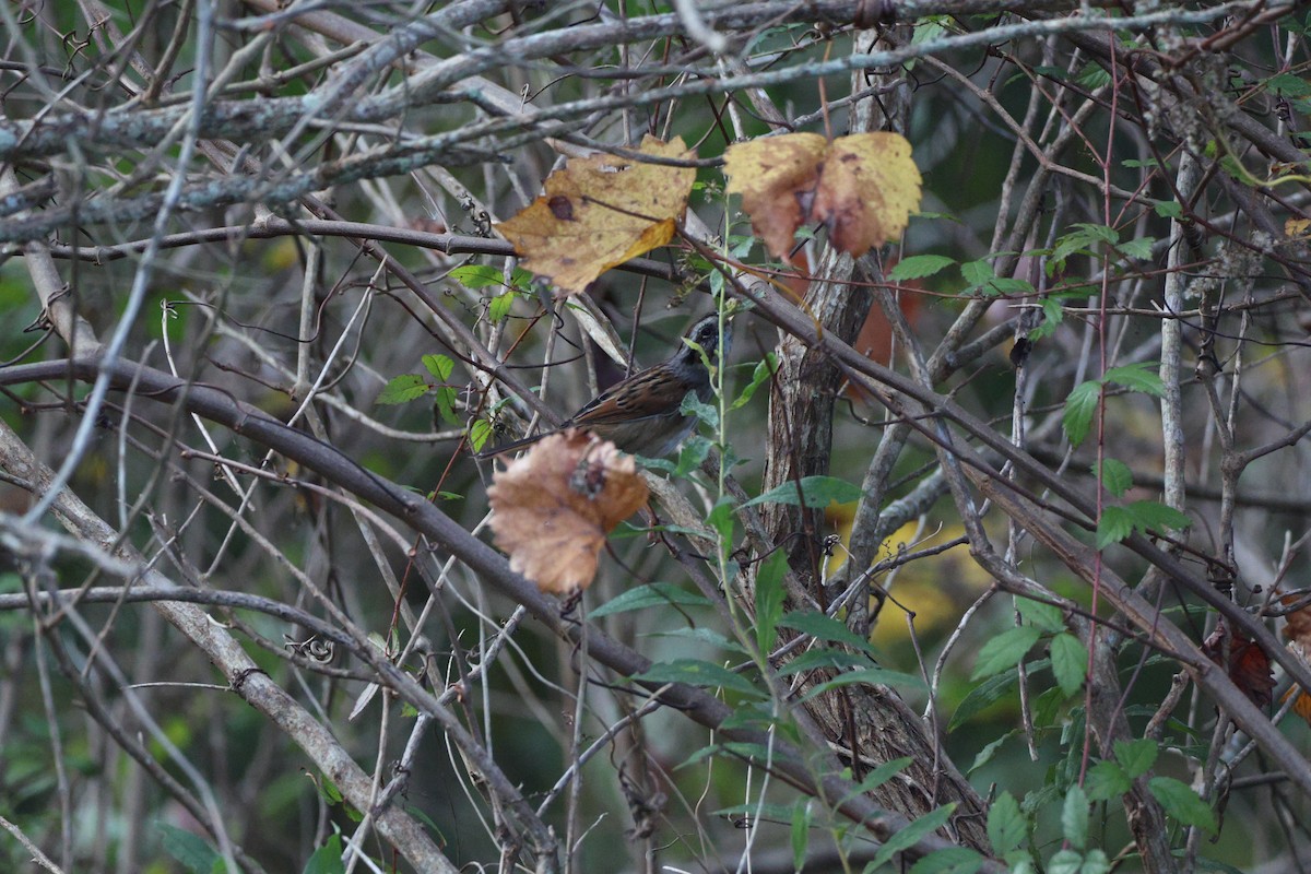 Swamp Sparrow - ML645123460