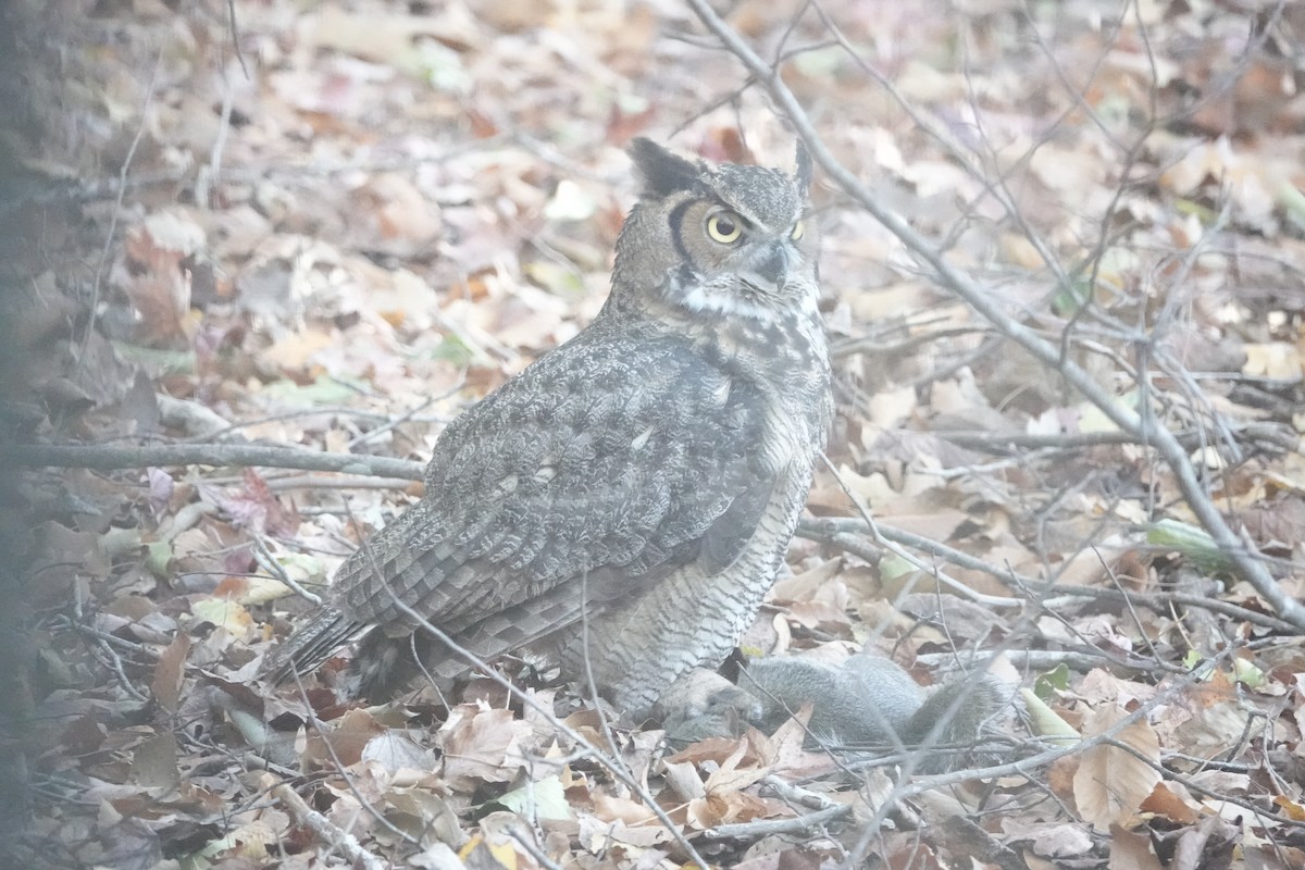 Great Horned Owl - ML645123468