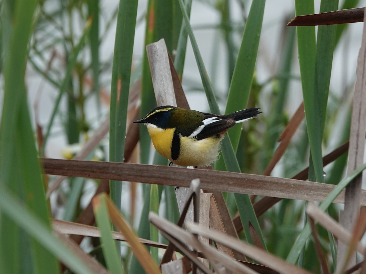 Many-colored Rush Tyrant - ML645123475