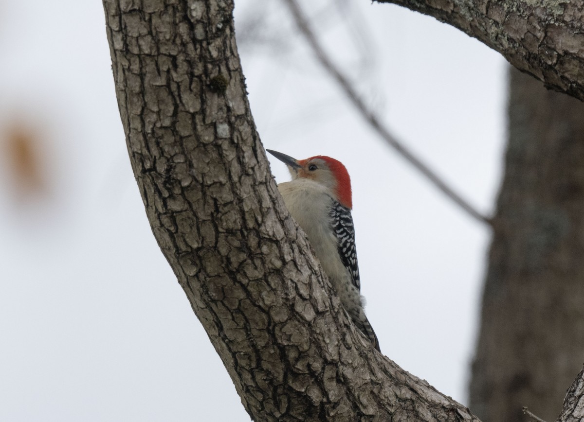 Carolinaspecht - ML645123485