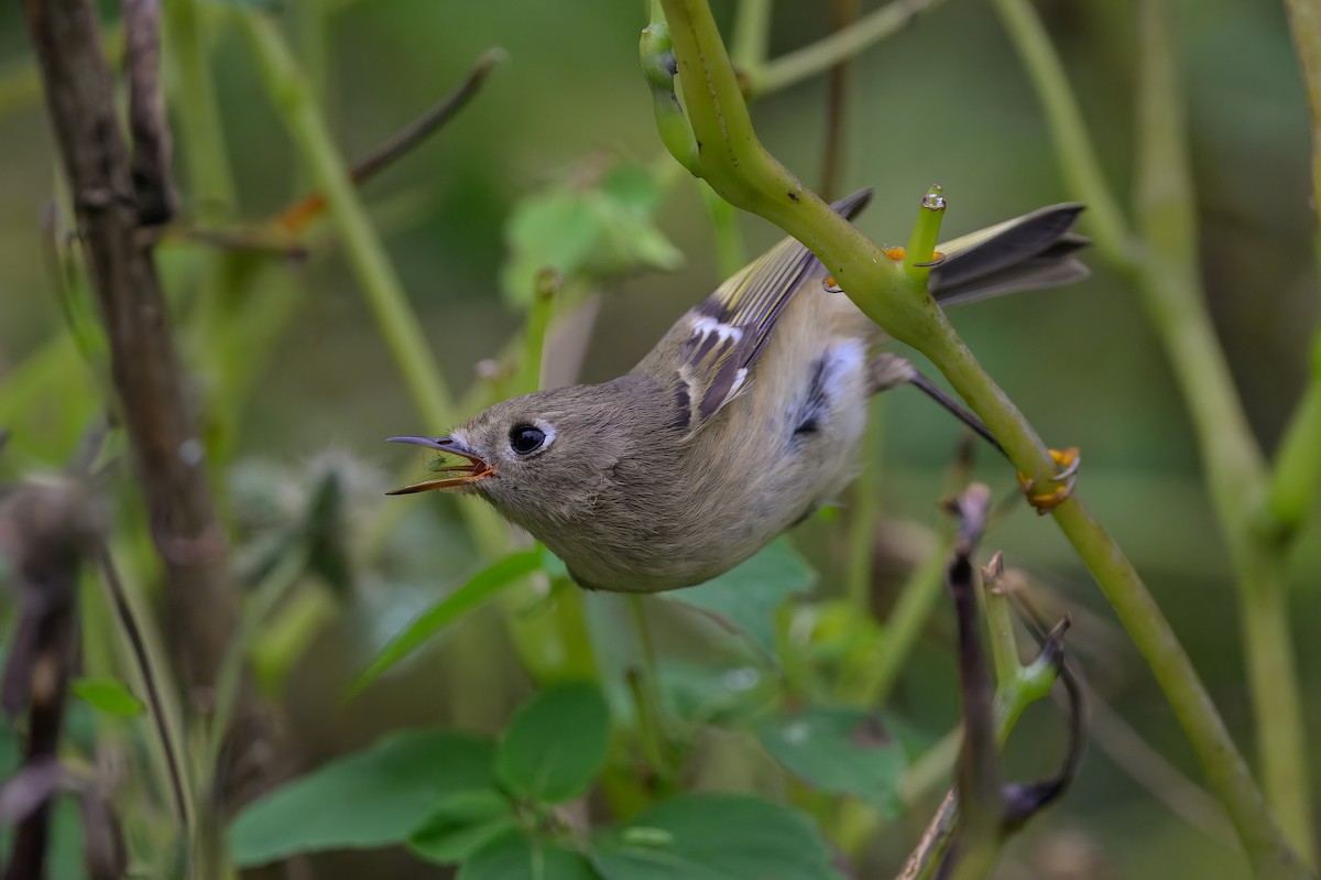 Ruby-crowned Kinglet - ML645123495