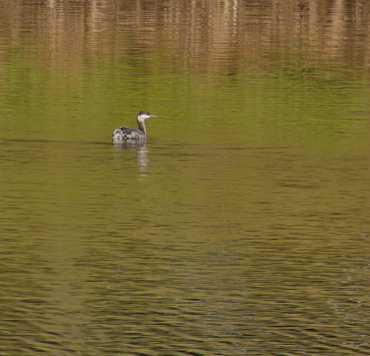 טבלן לבן-לחיים - ML645123506