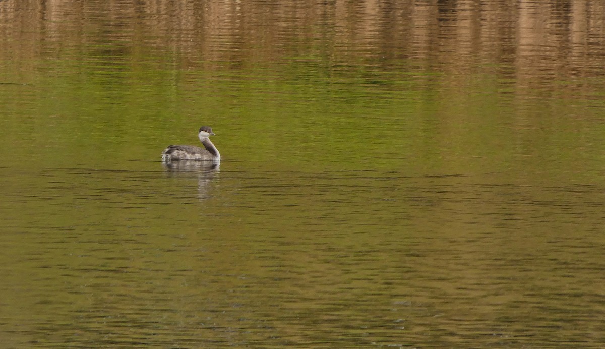 טבלן לבן-לחיים - ML645123507