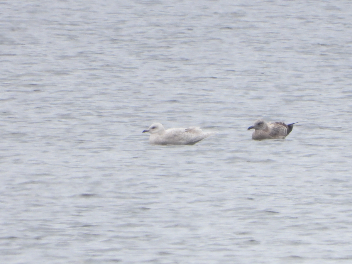 Iceland Gull - ML645123508