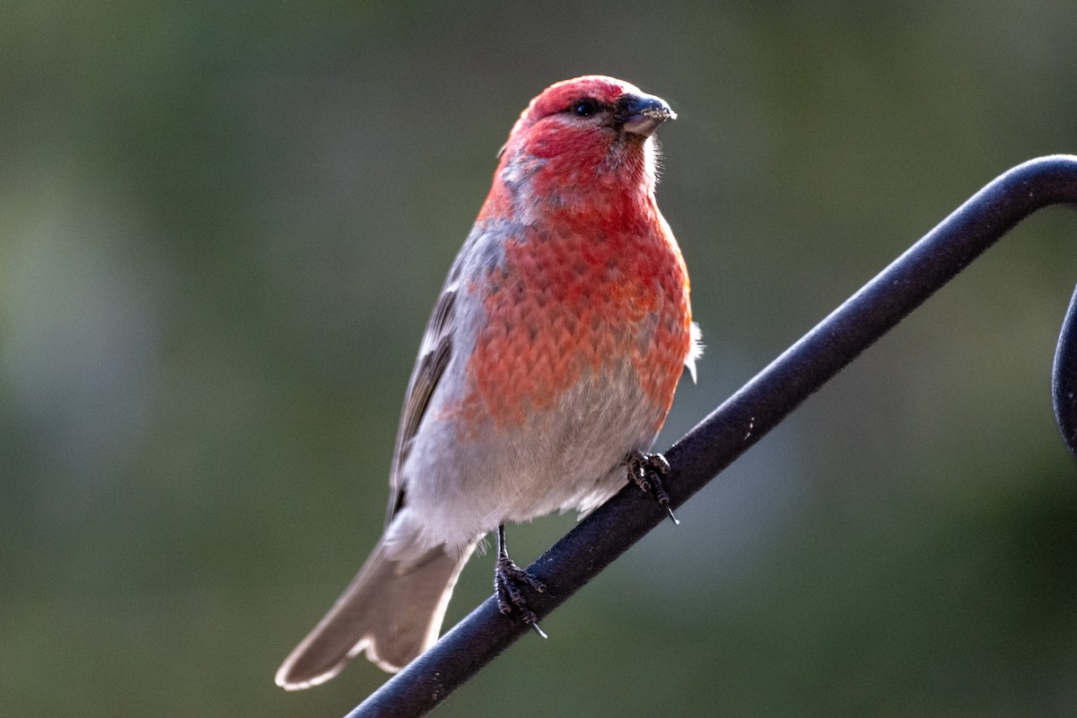פתיאלי אורנים - ML645123510