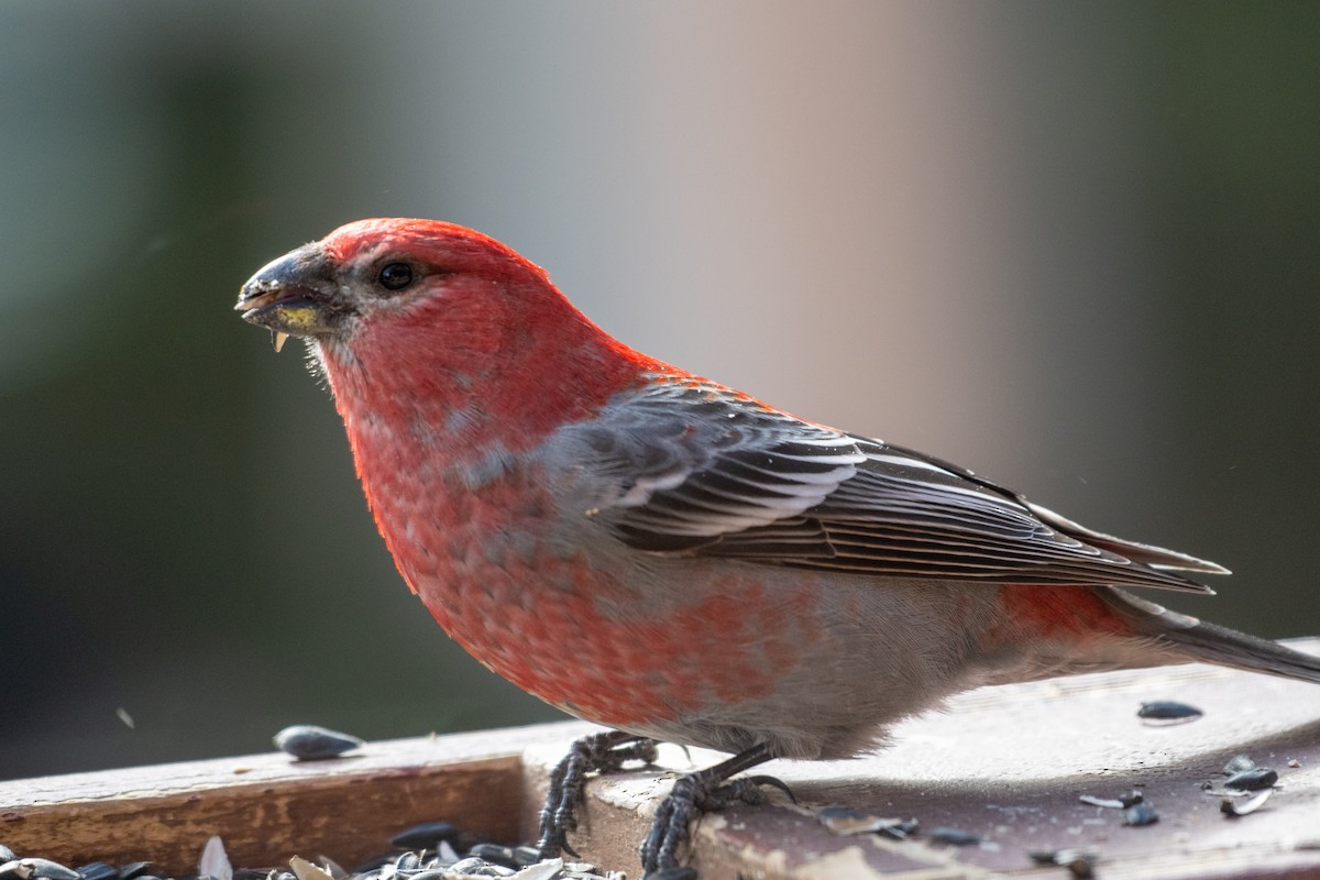 פתיאלי אורנים - ML645123511