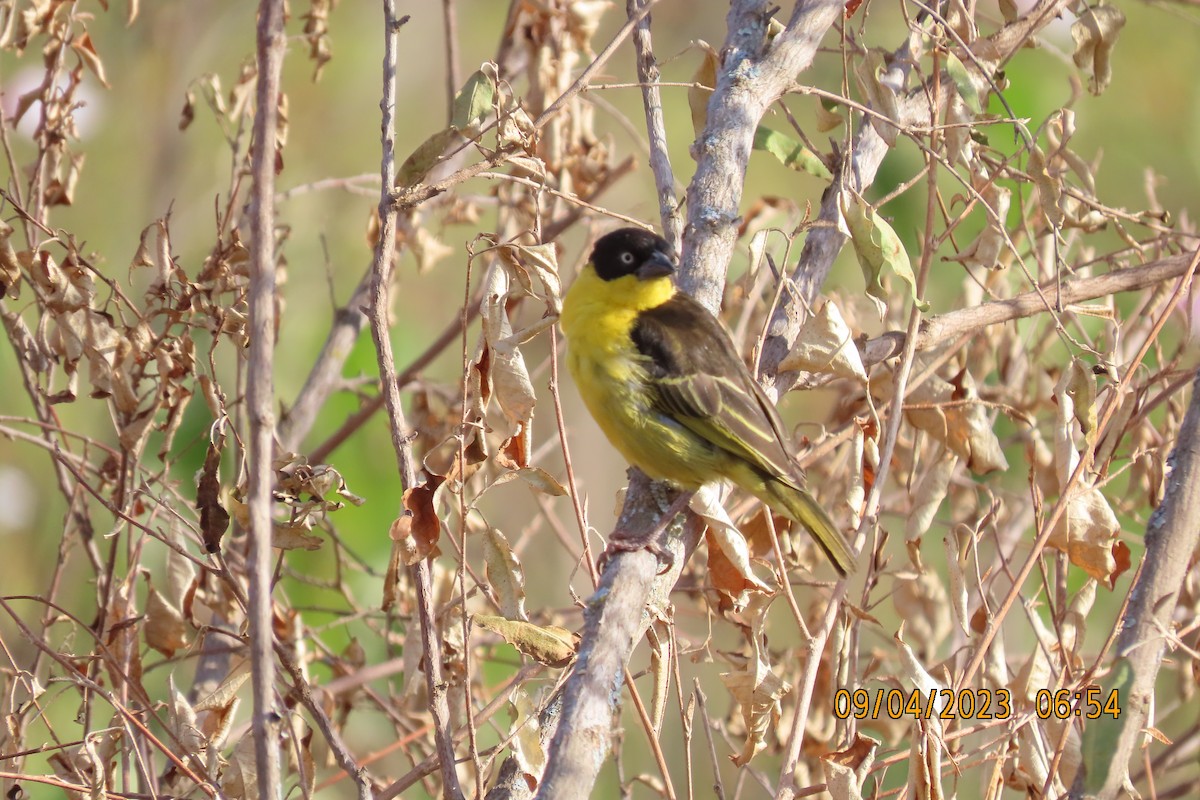 Tejedor Baglafecht - ML645123514