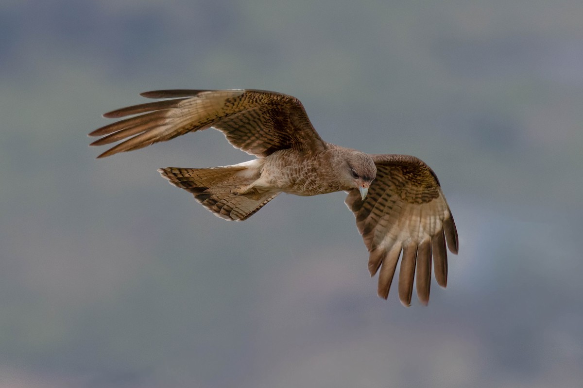 Chimango Caracara - ML645123516