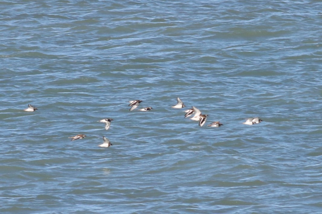 חופמי כפול-צווארון - ML645123517
