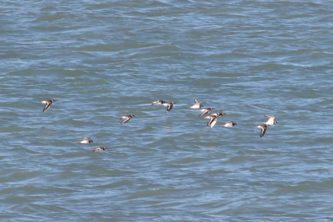 חופמי כפול-צווארון - ML645123518