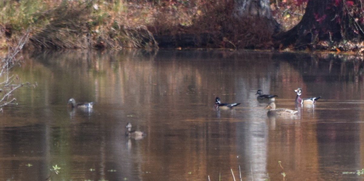 מנדרין אמריקני - ML645123519